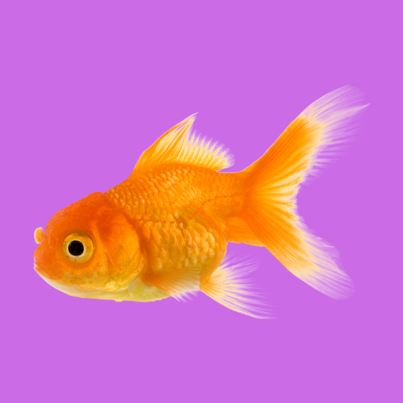 Aquarium