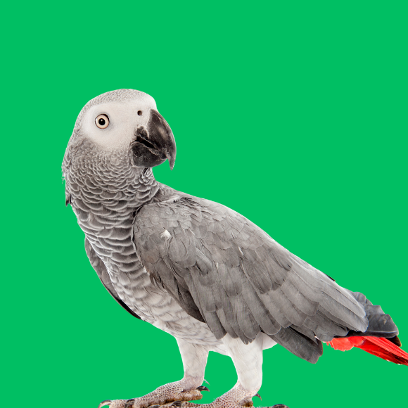 Vogel